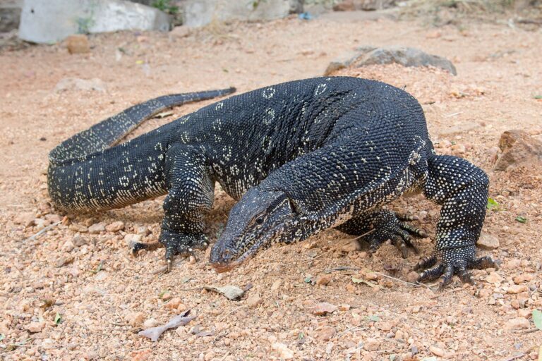 Varan skvrnitý (Varanus salvator)