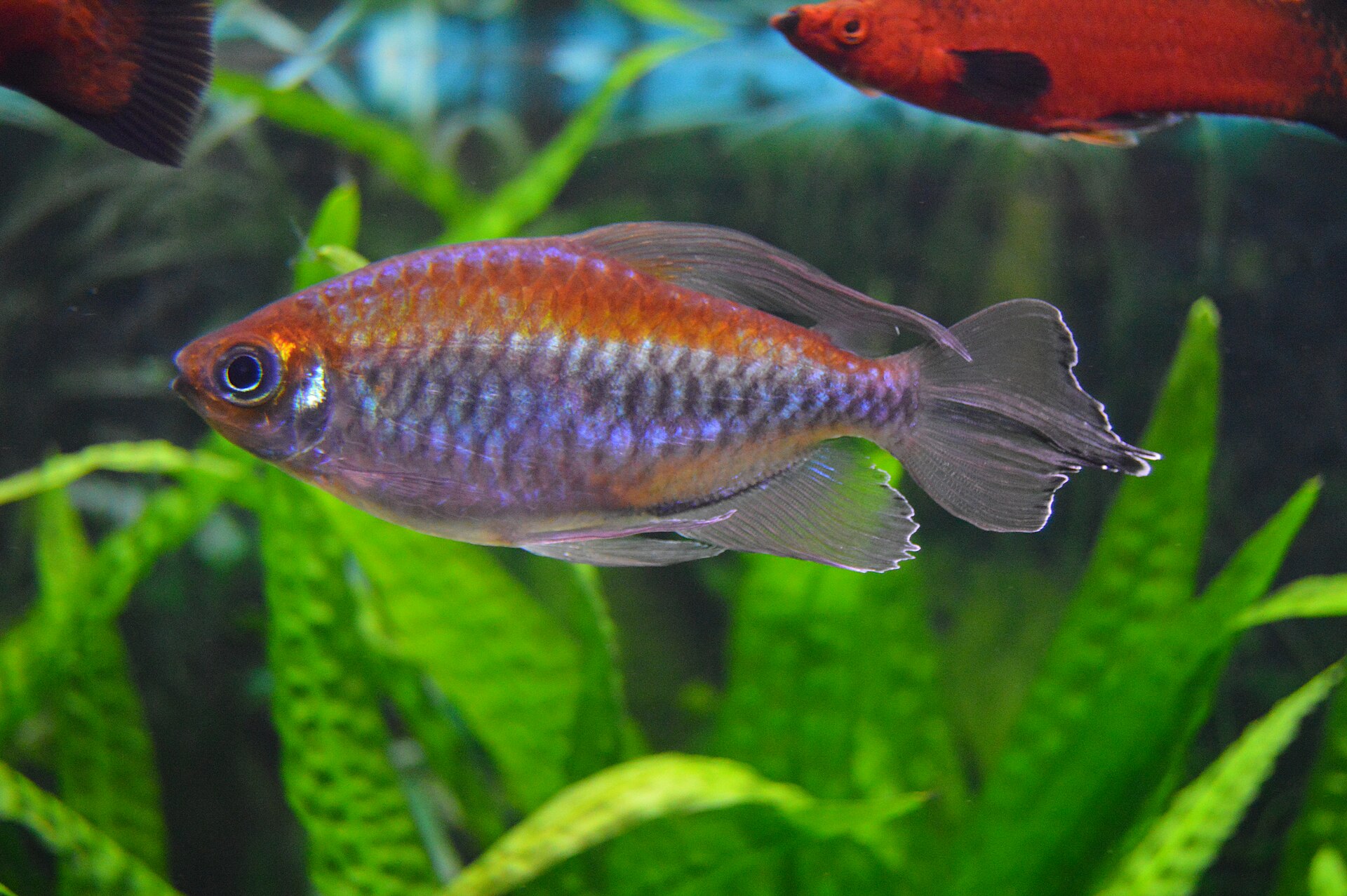 Afrotetra konžská