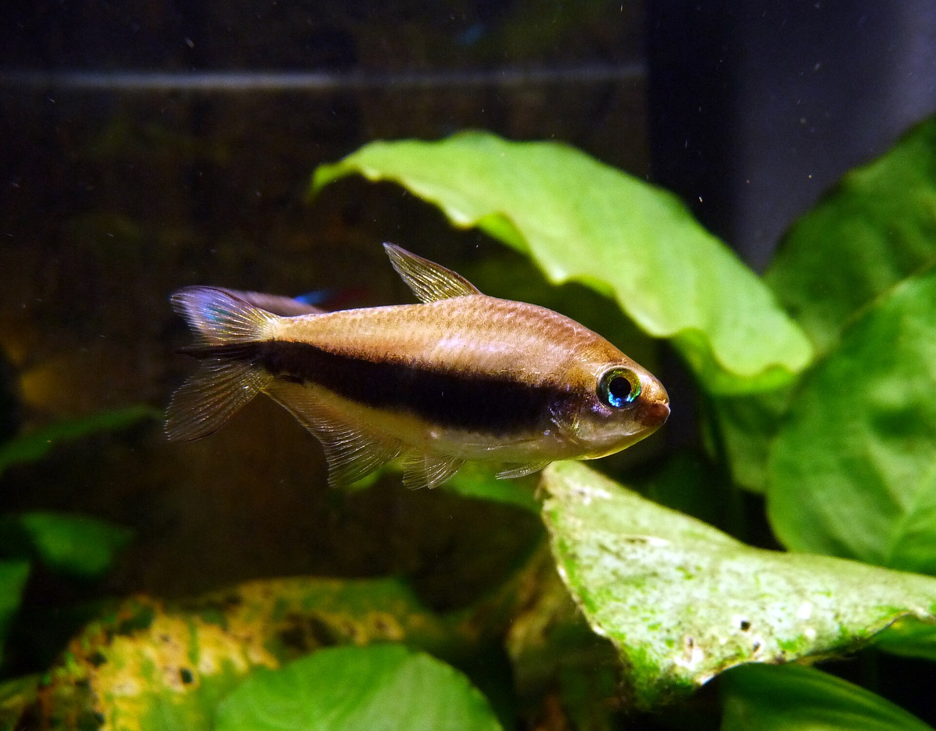 Tetra císařská