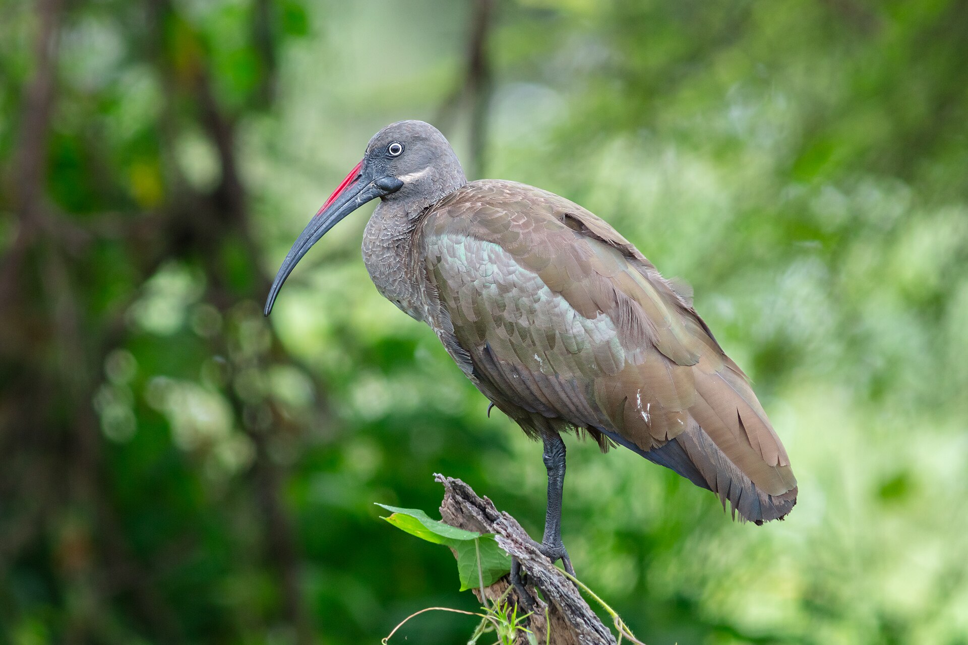 Ibis hagedaš