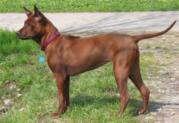 Thajský ridgeback