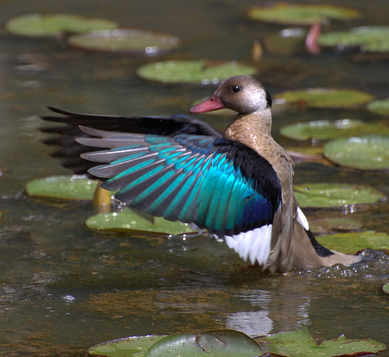 Kachnička amazonská (Amazonetta brasiliensis)