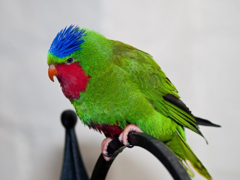 Vini modrotemenný (Vini australis)
