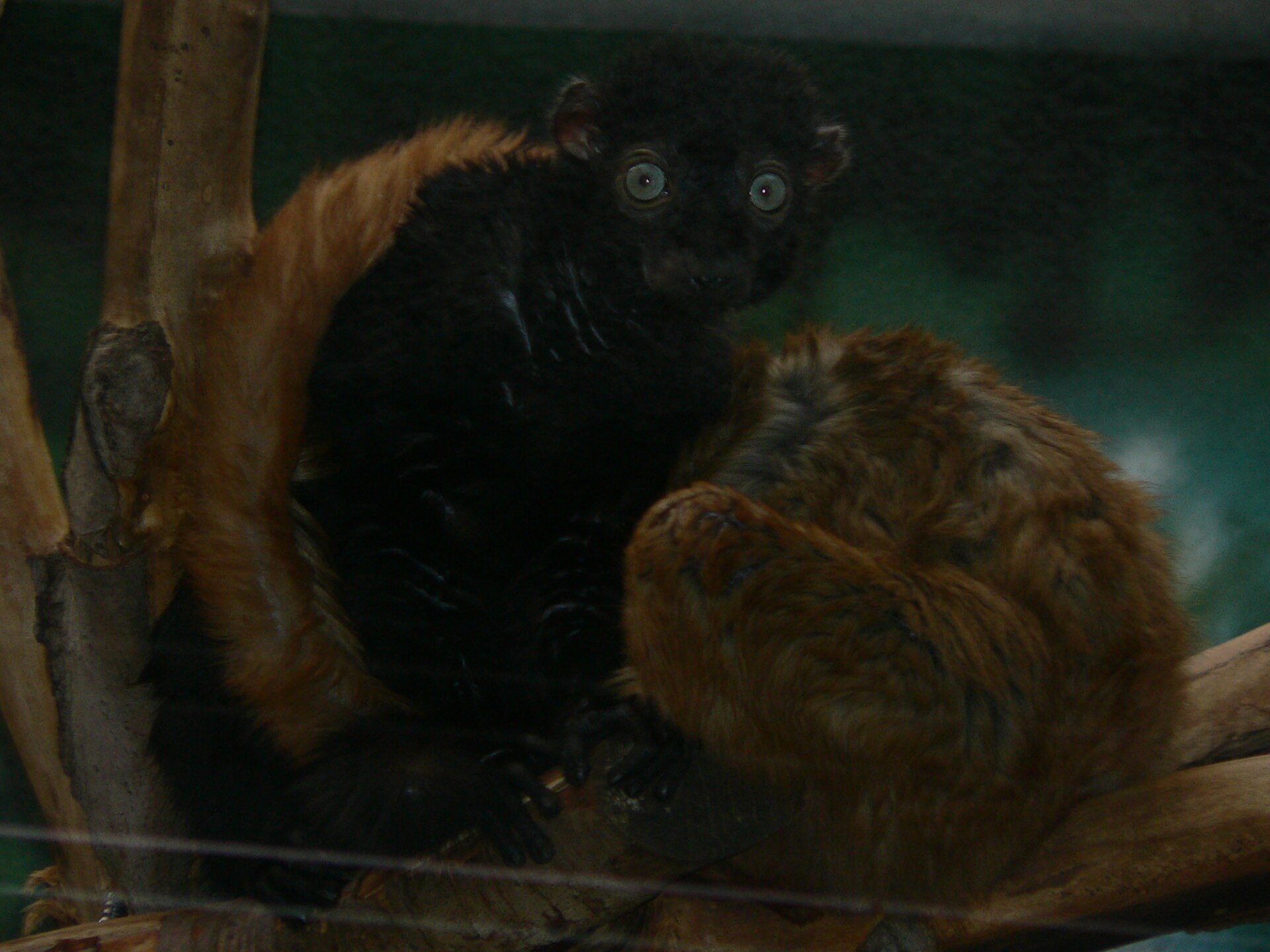Lemur tmavý sclaterův