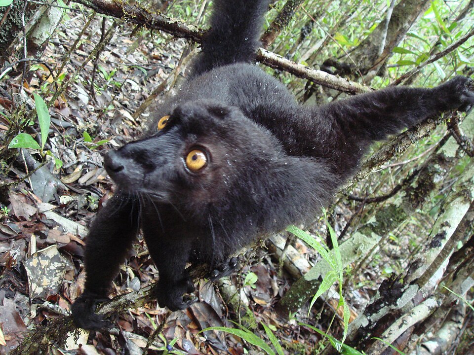 Lemur tmavý černý