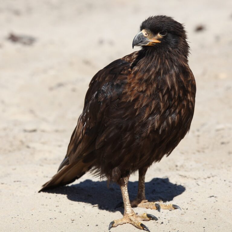 Čimango falklandský