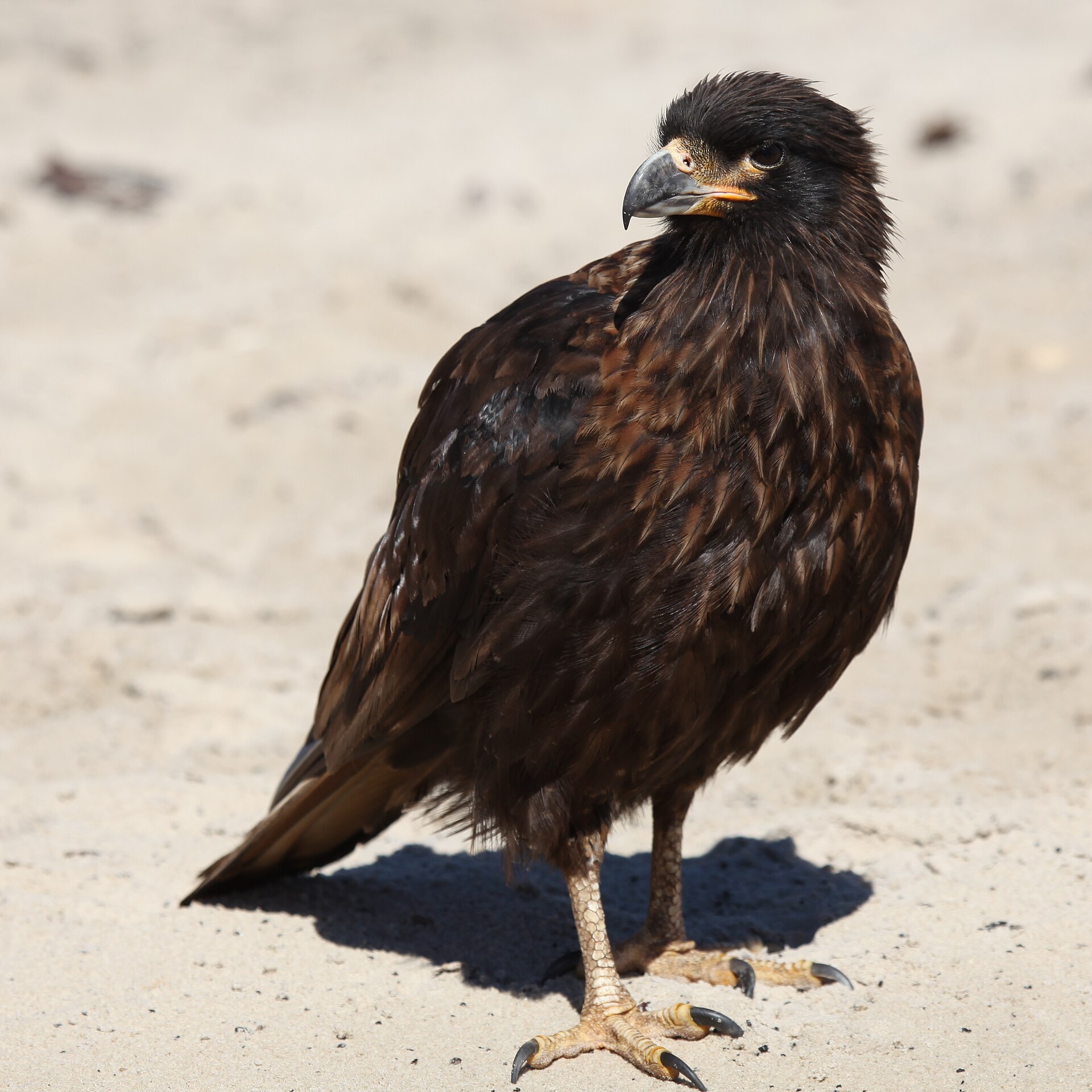 Čimango falklandský