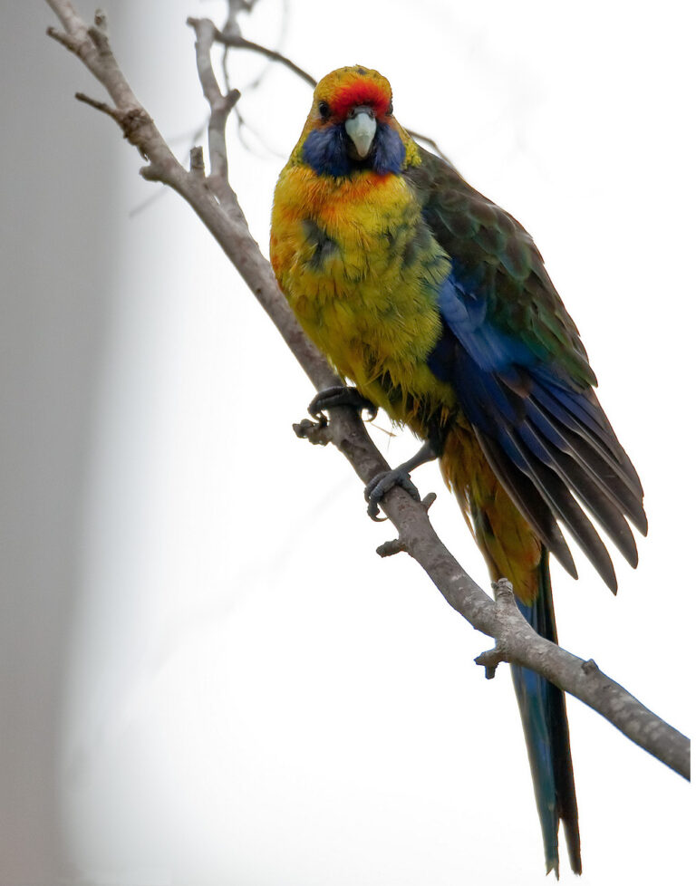 Rosela žlutobřichá (Platycercus caledonicus)