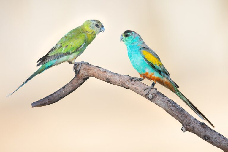 Papoušek žlutoramenný (Psephotellus chrysopterygius)