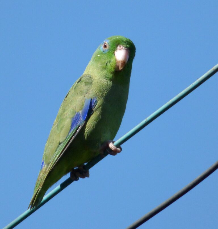 Papoušíček brýlatý (Forpus conspicillatus)
