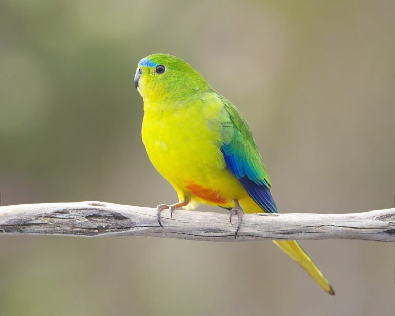 Neoféma žlutobřichá (Neophema chrysogaster)