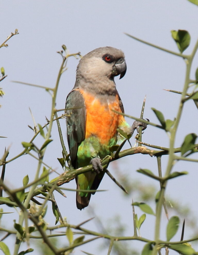 Papoušek červenobřichý Papoušek červenobřichý (Poicephalus rufiventris)