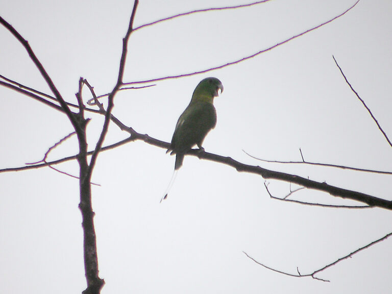 Mada kobaltový (Prioniturus discurus)