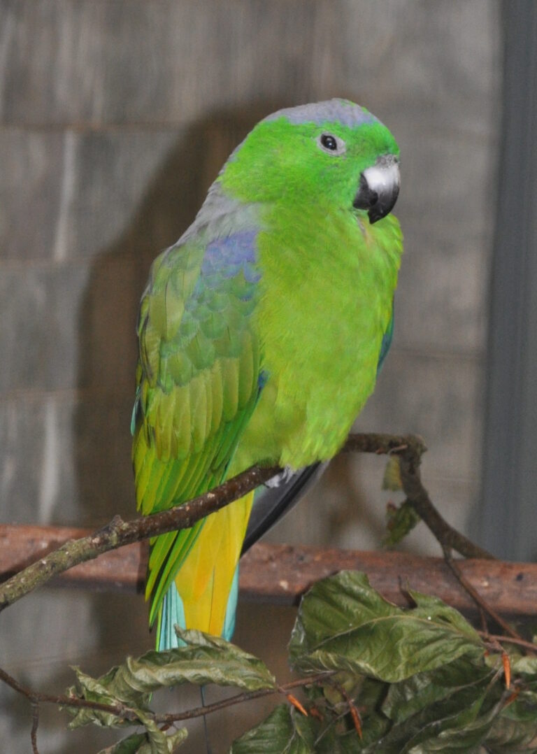 Mada vlajkový (Prioniturus mada)