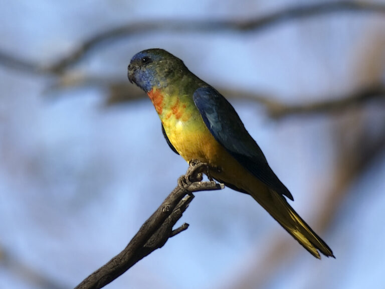Neoféma modrohlavá (Neophema splendida)