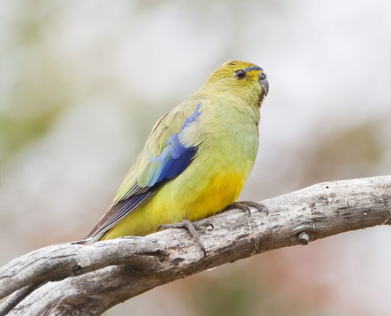 Neoféma modrokřídlá (Neophema chrysostoma)