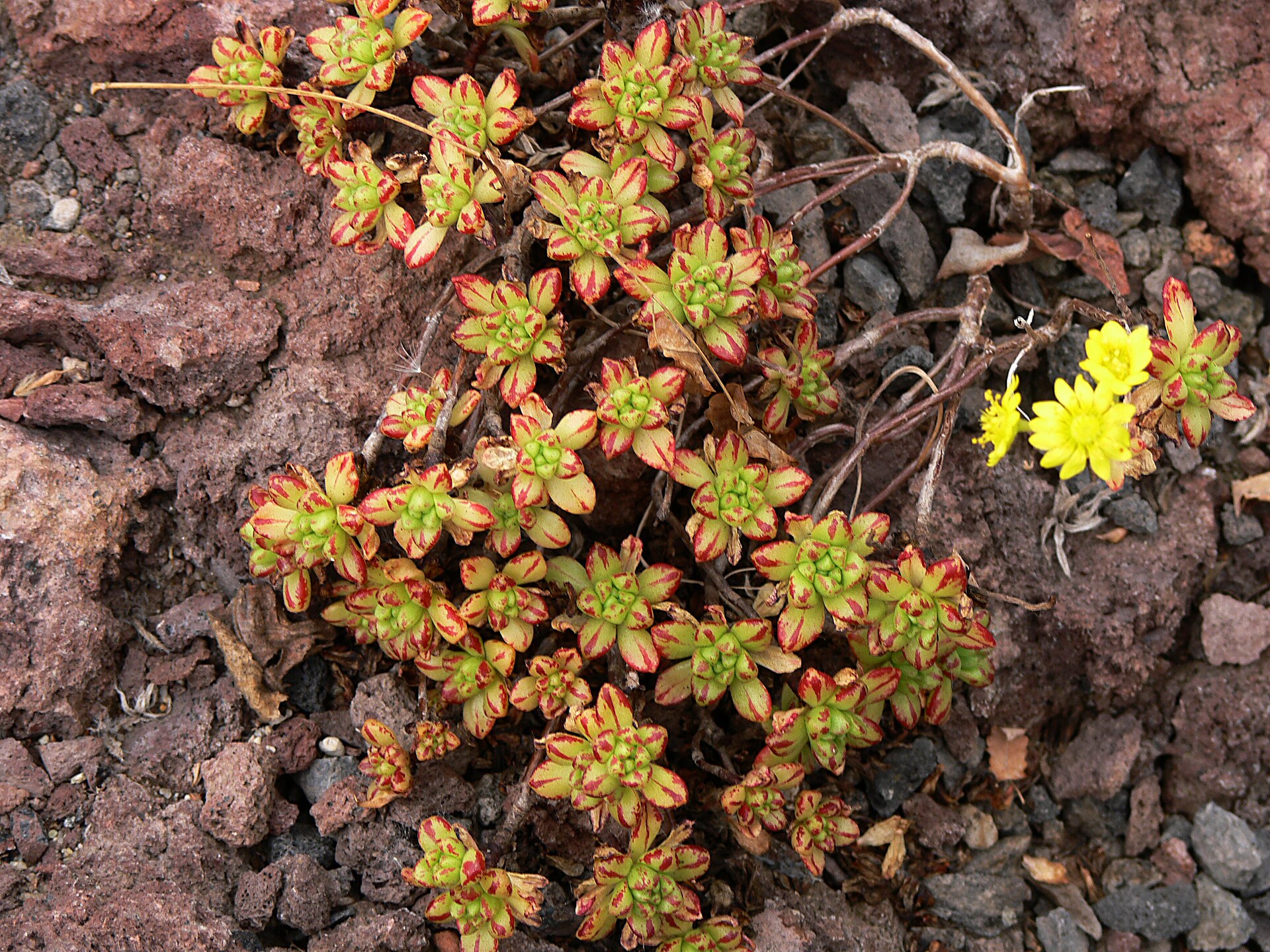 Aeonium rozchodníkolisté