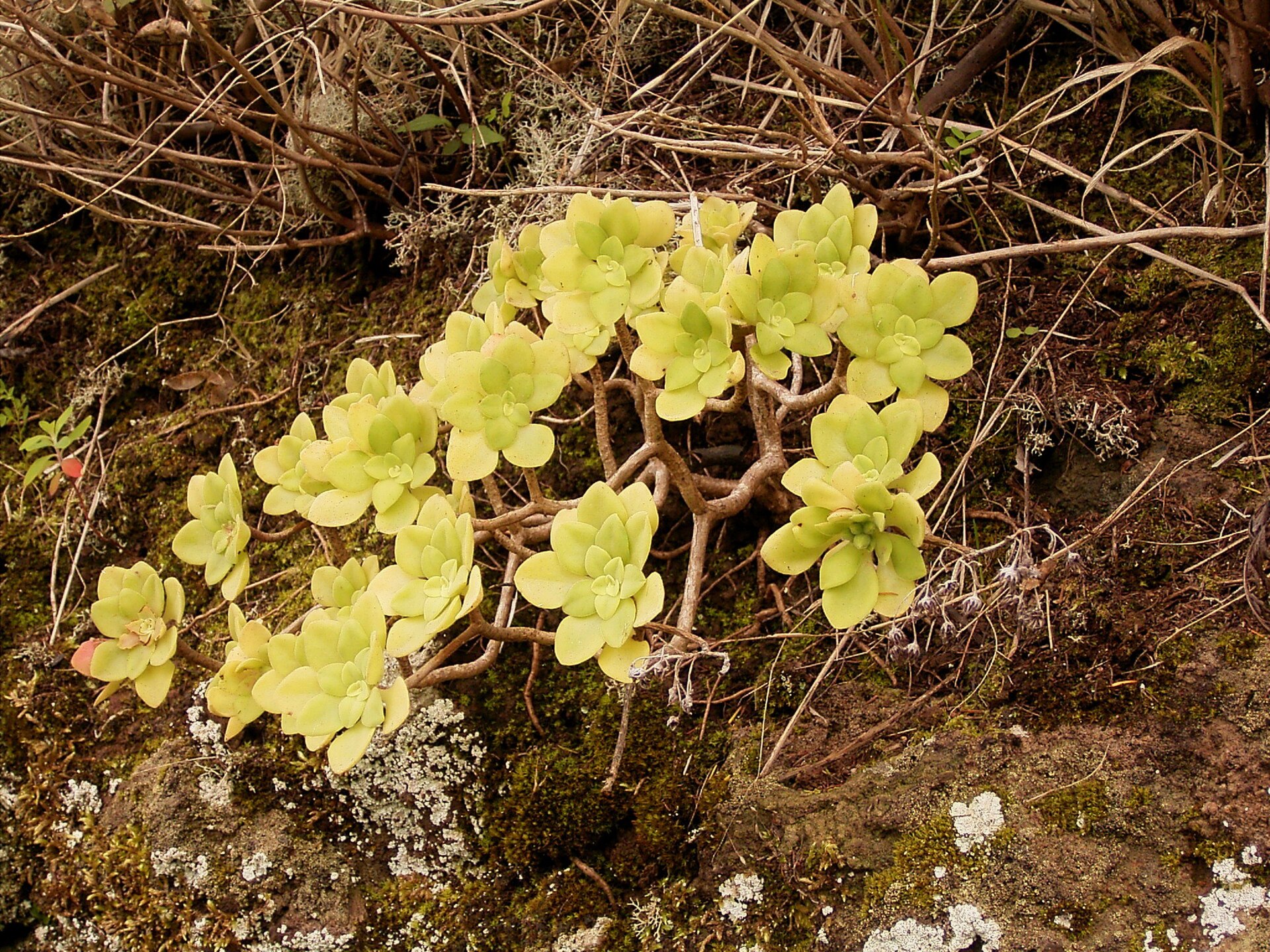 Aeonium goochové