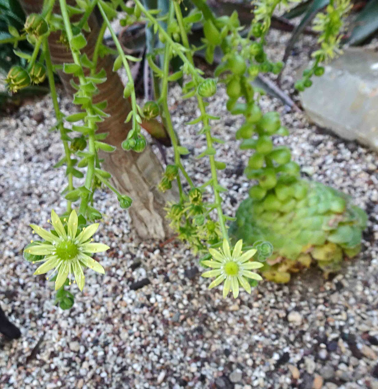Aeonium talířovité