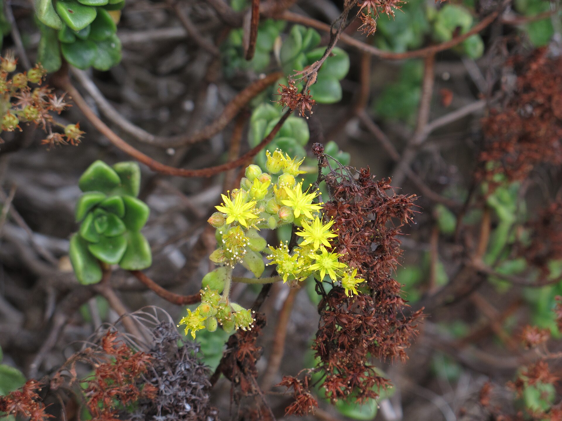 Aeonium lindleyovo (Aeonium lindleyi)