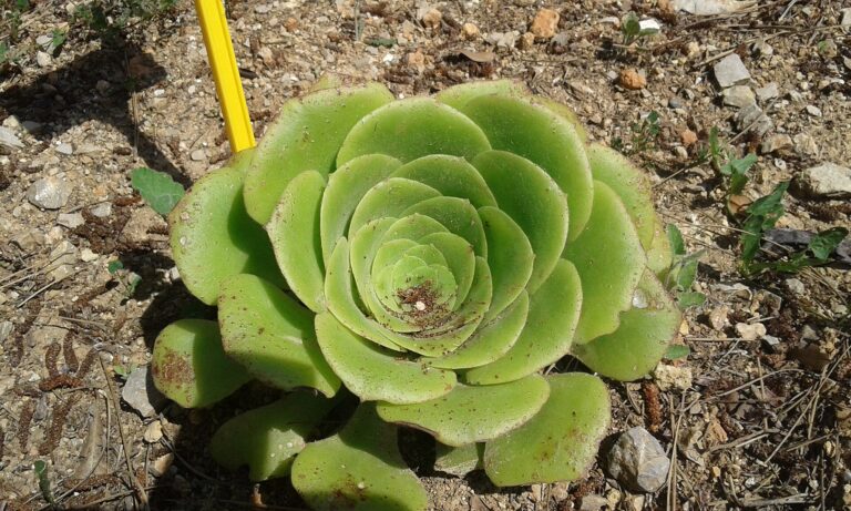 Aeonium ploché (Aeonium subplanum)