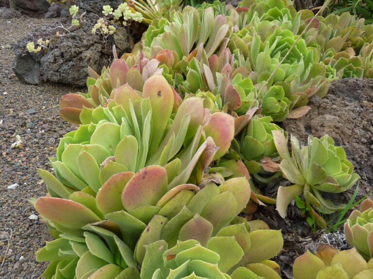 Aeonium palmenské (Aeonium palmense)