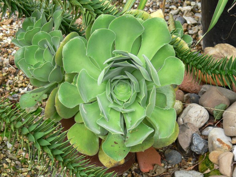 Aeonium kanárské (Aeonium canariense)