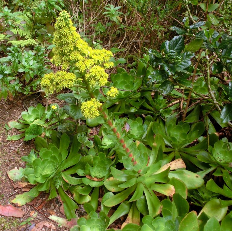 Aeonium klínolisté (Aeonium cuneatum)