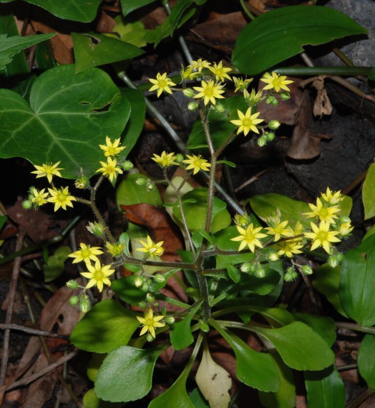 Aichryson tečkované (Aichryson punctatum)