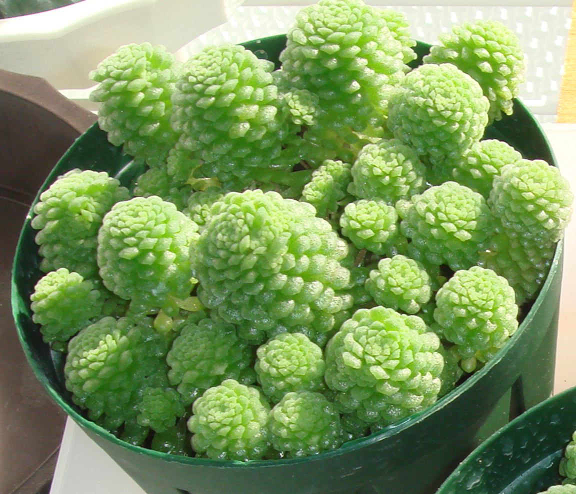 Monantes mnoholistá