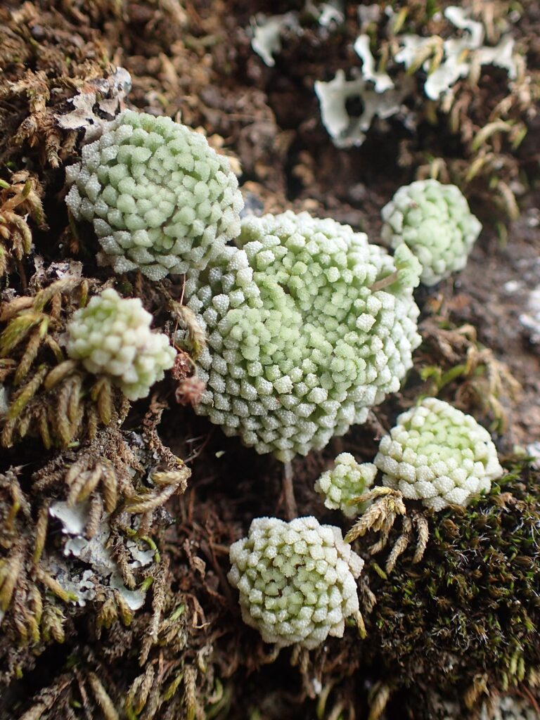 Monantes bledá (Monanthes pallens)