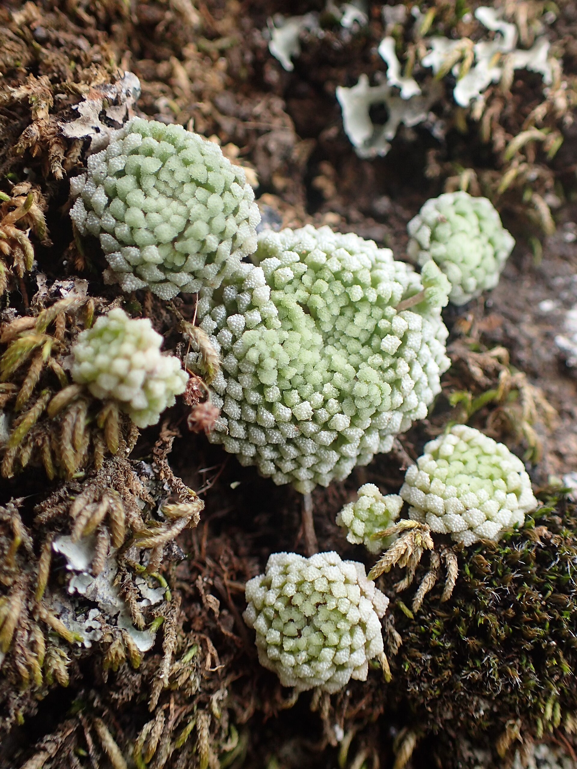 Monantes bledá