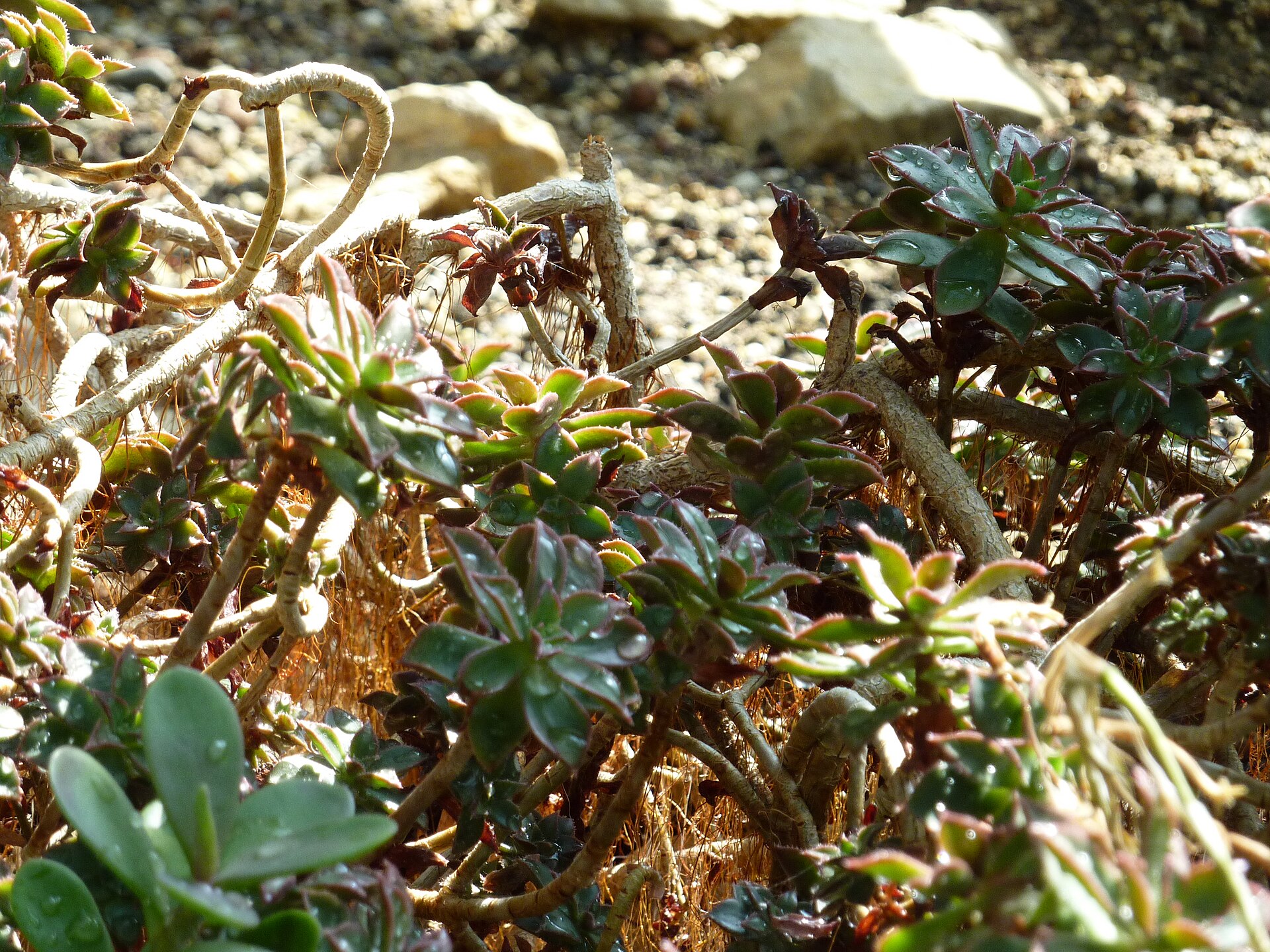Aeonium zdobné