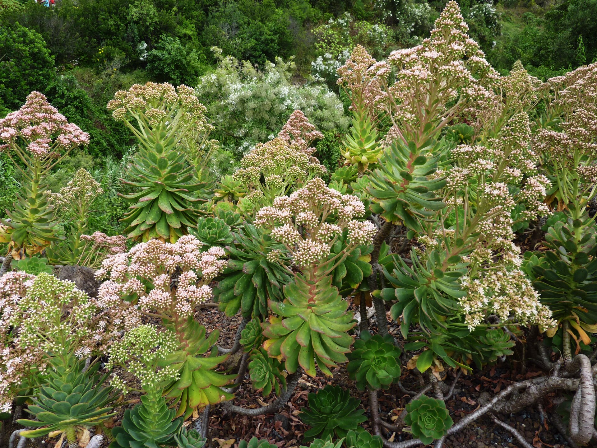 Aeonium růžové