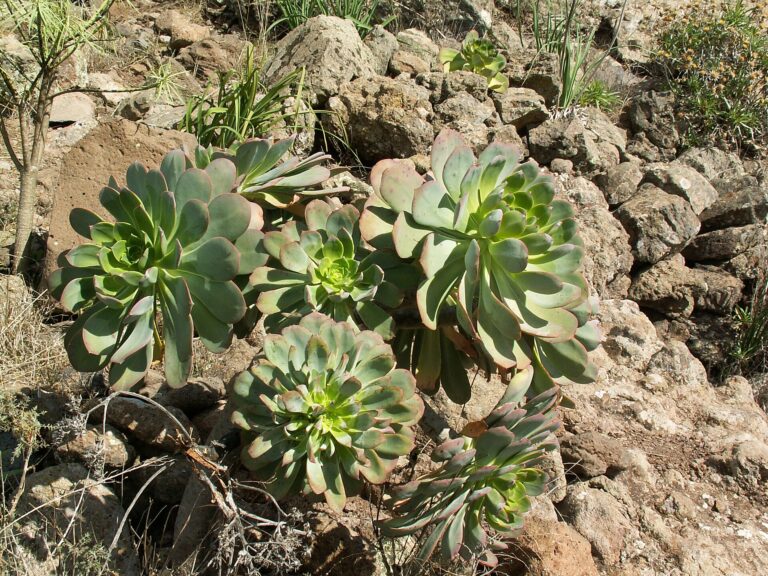 Aeonium městské (Aeonium urbicum)