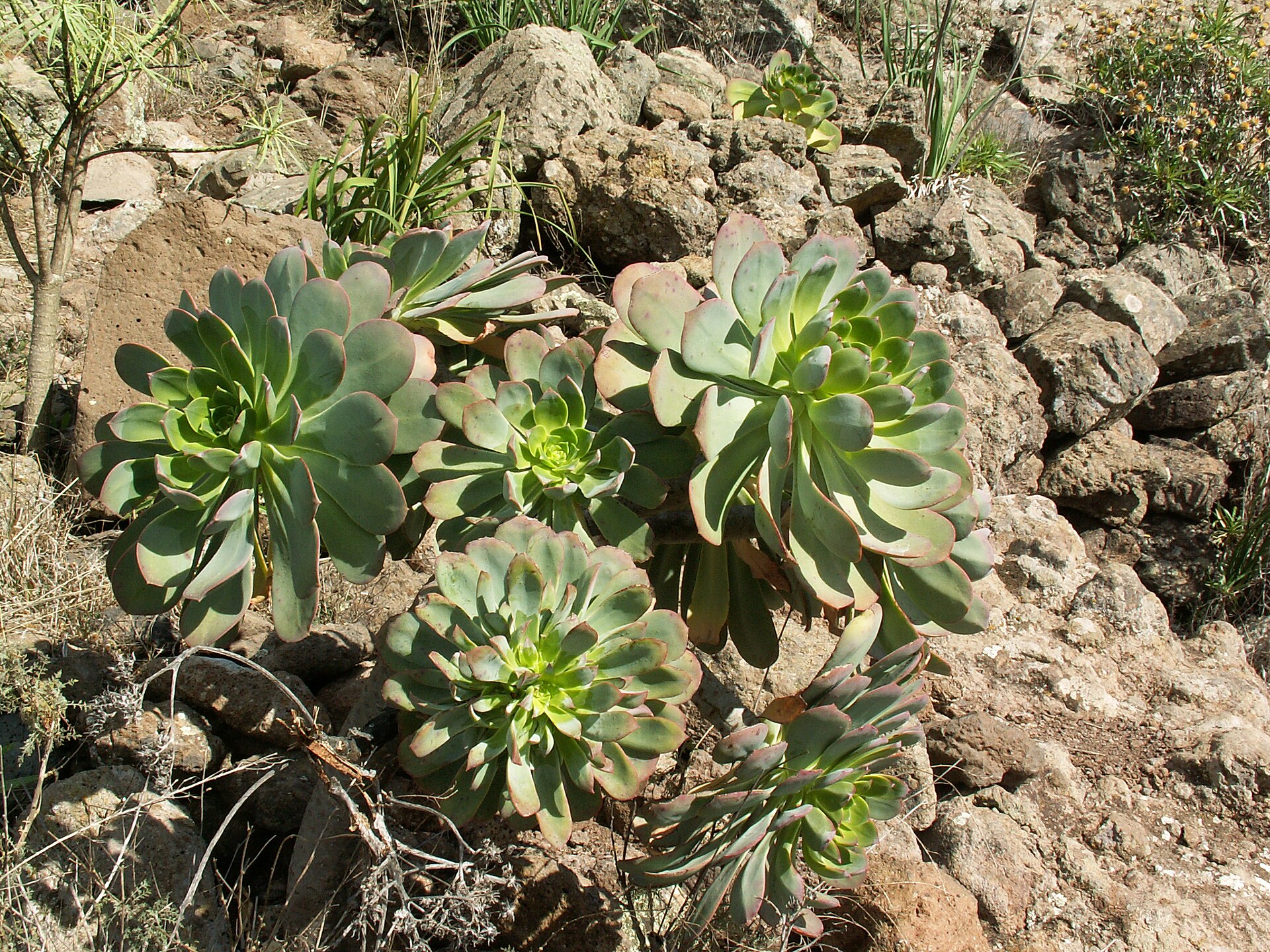 Aeonium městské