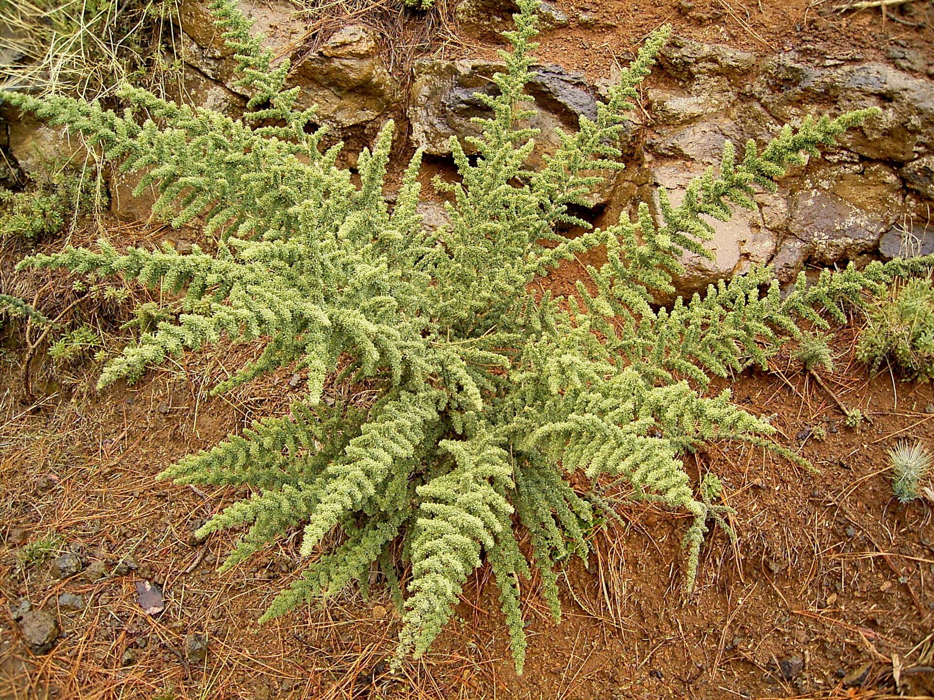 Adenokarpus lepkavý (Adenocarpus viscosus)