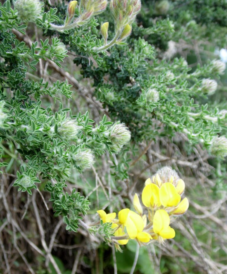 Adenokarpus lístkatý (Adenocarpus foliolosus)