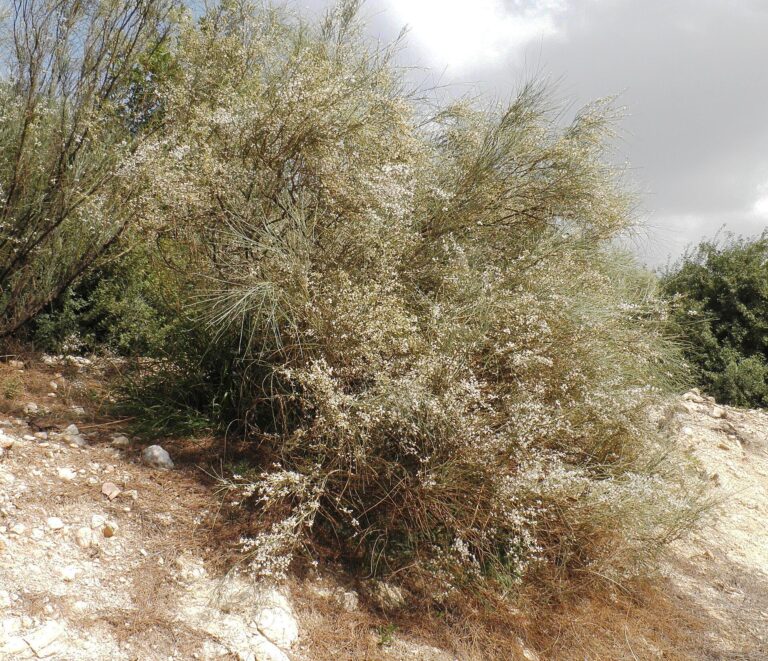 Retama pravá Retama pravá (Retama raetam)