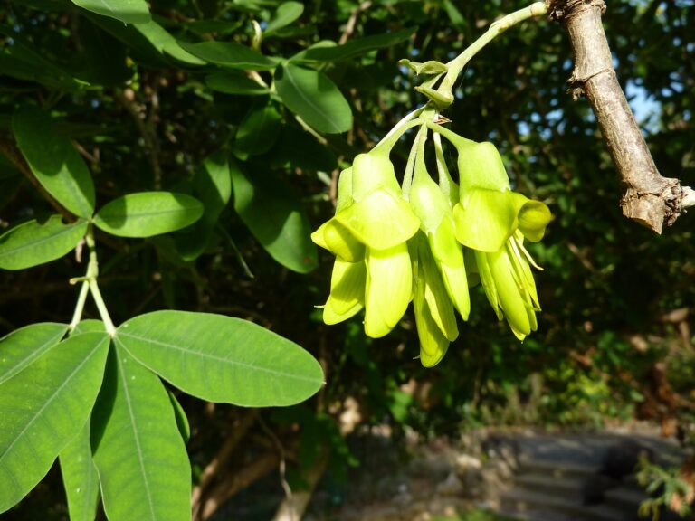Palník širokolistý (Anagyris latifolia)