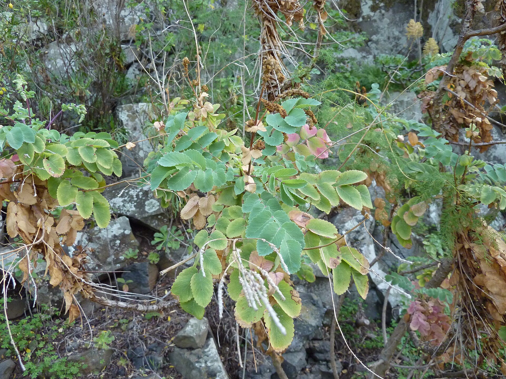 Dendriopoterium menendezovo