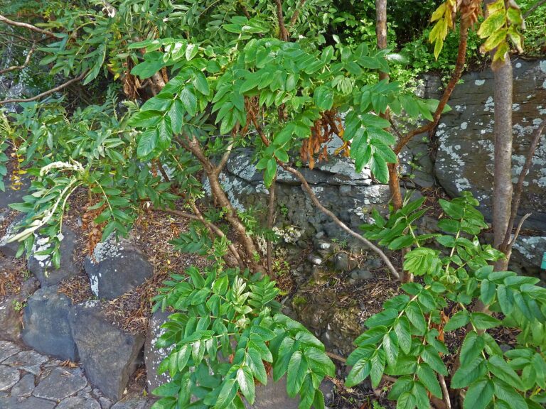 Benkomie kulatoplodá (Bencomia sphaerocarpa)
