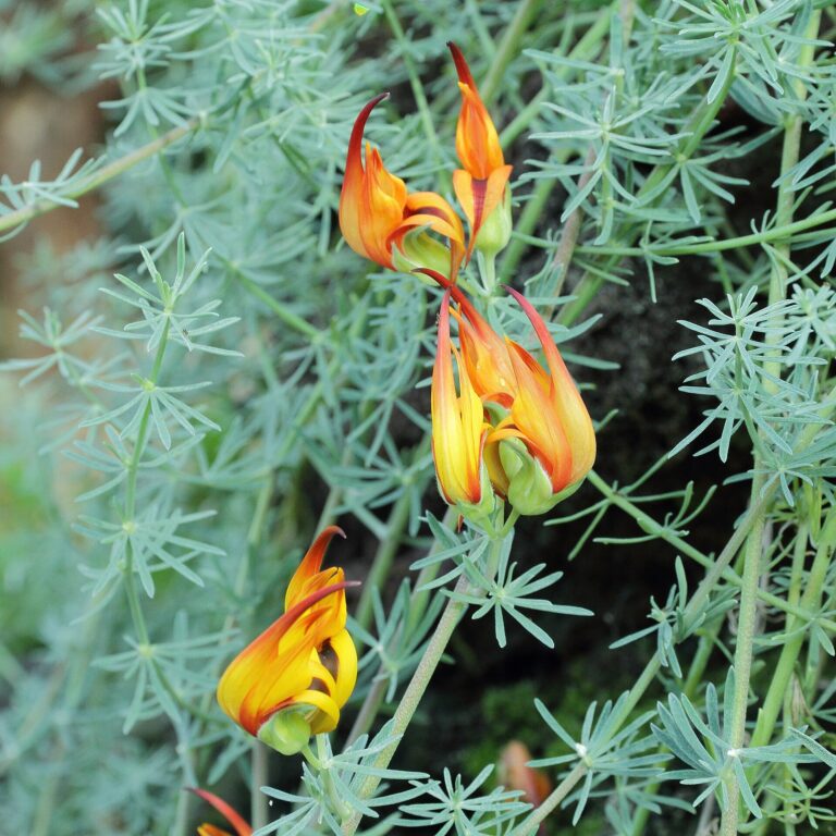 Štírovník skvrnitý (Lotus maculatus)
