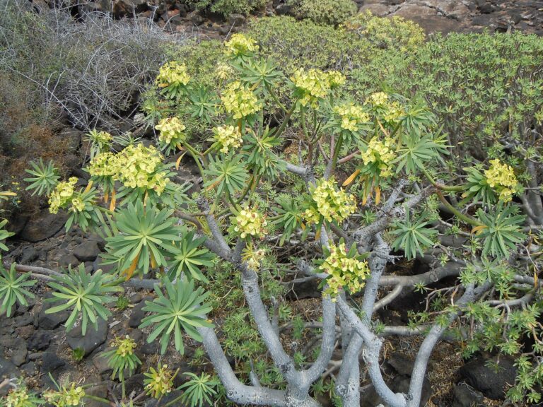 Pryšec krále juba (Euphorbia regis-jubae)