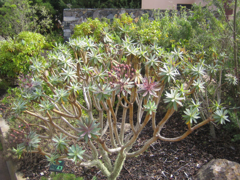 Pryšec bravové (Euphorbia bravoana)