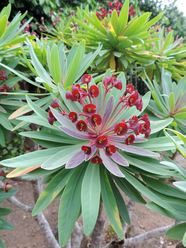 Pryšec tmavofialový (Euphorbia atropurpurea)