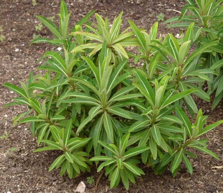 Pryšec medonosný (Euphorbia mellifera)