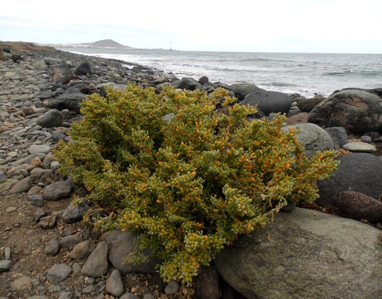 Kaciba bezuchová (Zygophyllum fontanesii)