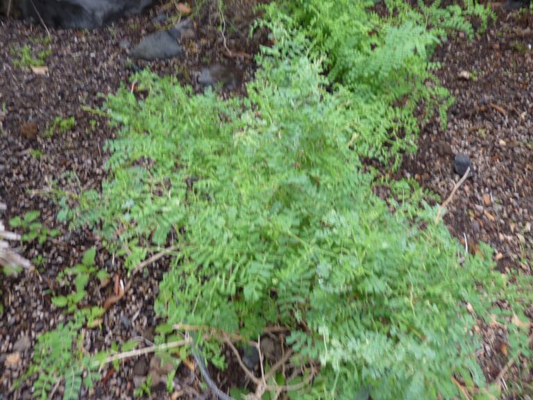 Čičorka prutovitá (Coronilla viminalis)