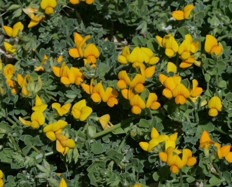 Štírovník lanzarotský (Lotus lancerottensis)